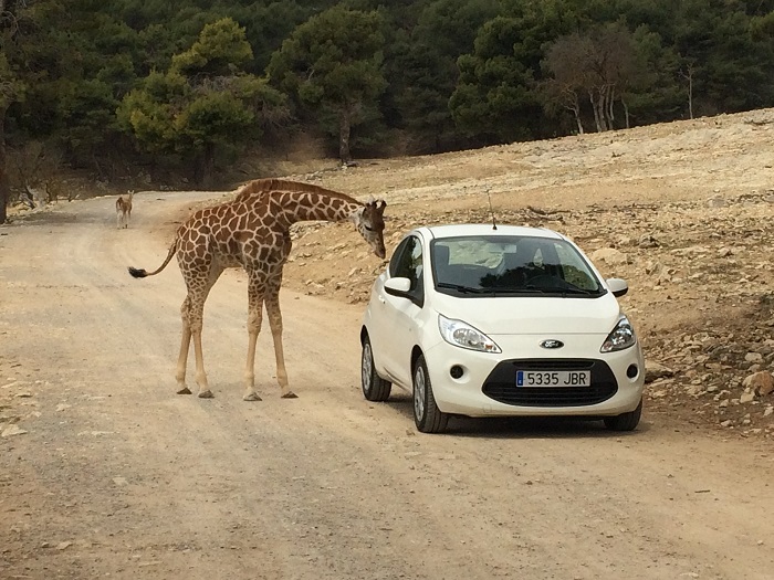 giraffe safaripark
