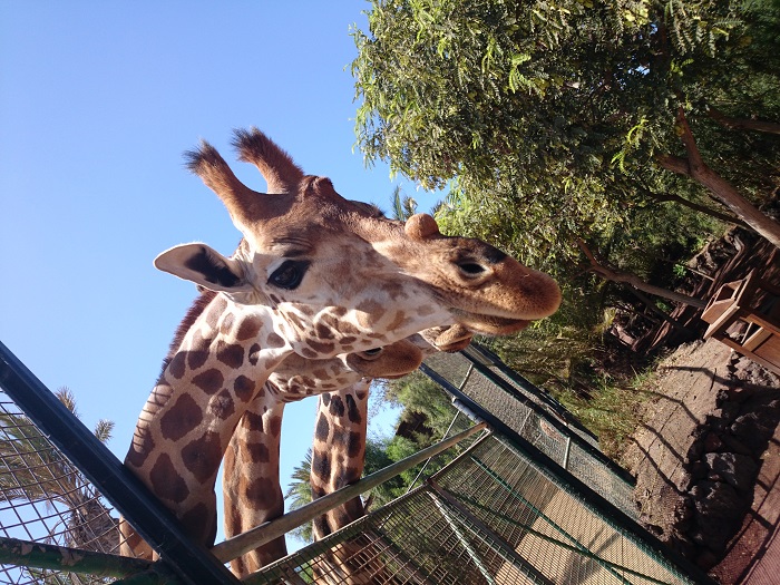 oasis park fuerteventura zoo