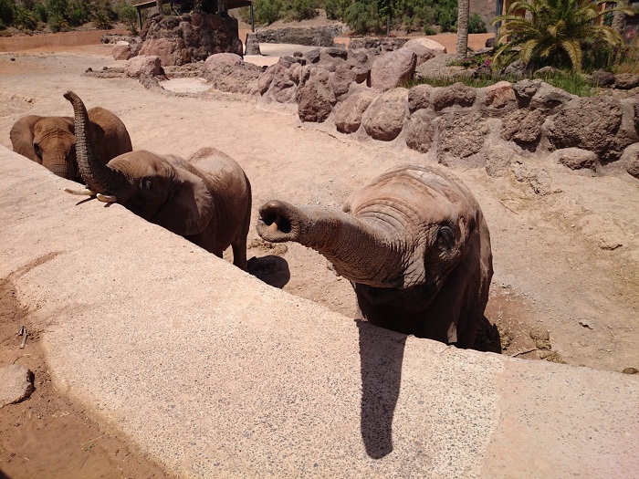 oasis park fuerteventura zoo