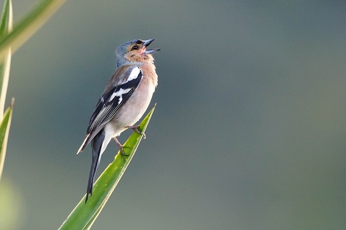 singender buchfink
