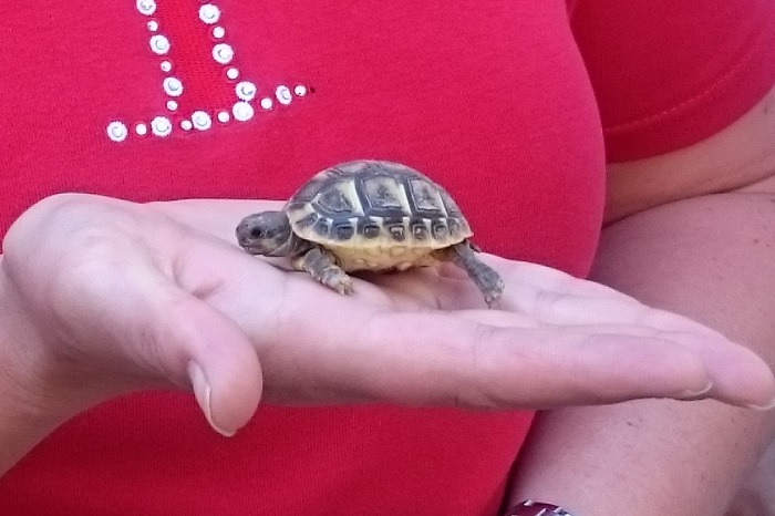 Schildkröte auf Menorca
